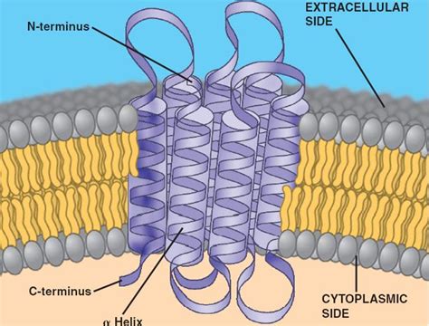 transmembrane helix